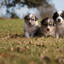 Miniature Australian Shepherds from The Farm at Hidden Springs