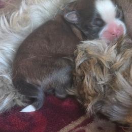 Girl 1 - Brindle and white female Shih Tzu puppy in Rockmart, Georgia from Sonya Garrett