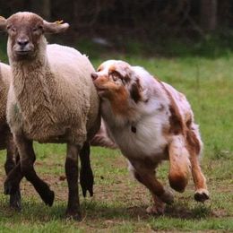 Australian Shepherd puppies from One Tribe Aussies