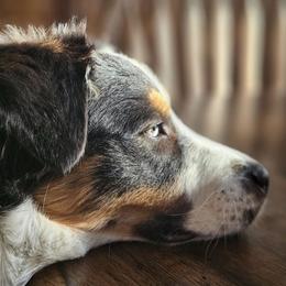 Australian Shepherd Puppies from OakHaven Acres Aussies