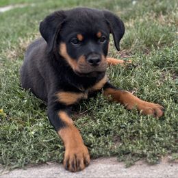 G5 yellow collar - Black and mahogany female Rottweiler puppy in Grand Rapids, Michigan from Rott-Squad Kennels