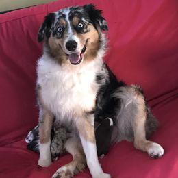 Australian Shepherds and Poodles from The Mason Farm