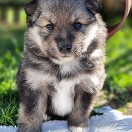 Finnish Lapphund and Leonberger Puppies from Lighthouse Lapphunds and Leos by the Sea