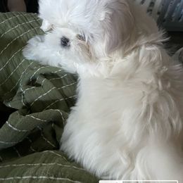 Shih Tzu Puppies from Twilight Shih Tzu