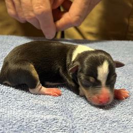 Chopper - Black white and tan male Rat Terrier puppy in Gonzales, Texas from Sunshine Deckers