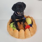 Marionberry - Black and rust female Beauceron puppy in Seattle, Washington from SilverStruck Kennels