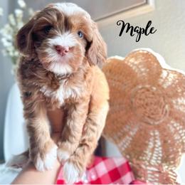 Maple - Caramel female Australian Labradoodle puppy in Palmdale, California from Heavenly Doodles