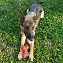 MAGGIE - German Shepherd