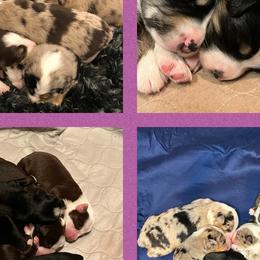 Miniature Australian Shepherds from SK Aussie’s