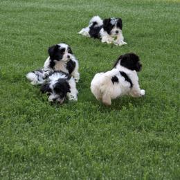 Alydar - Black and white male Havanese puppy in Anderson, South Carolina from Moe's Goldens and HavAntics