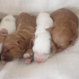Cockapoo Puppies from Janet Campbell