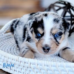 Australian Shepherd and Great Pyrenees Puppies from Naches Heights Ranch