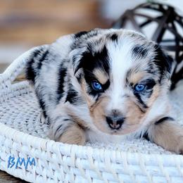 Australian Shepherd and Great Pyrenees Puppies from Naches Heights Ranch