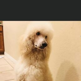 Lexie - Poodle