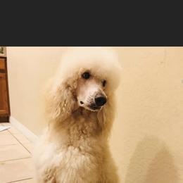 Lexie - Poodle