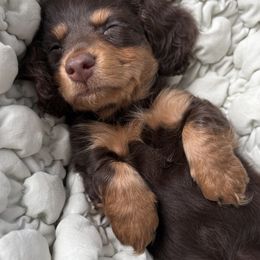 Dachshund Puppies from Pigeon Hill Dachshunds