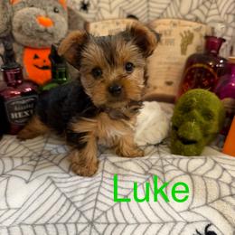 Arrow (AKC Tiny) - Black and tan male Yorkshire Terrier puppy in Fairview, West Virginia from Prims Puppies LLC