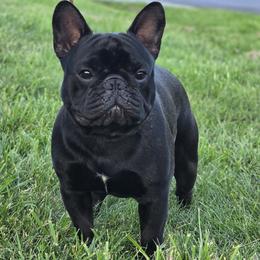 French Bulldog Puppies from Reds Frenchies