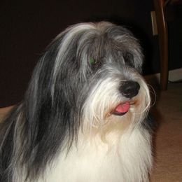 Ryder - Coton de Tulear