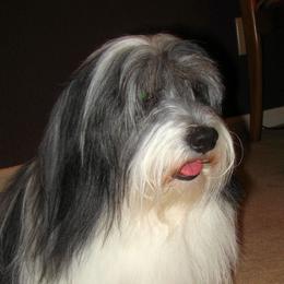 Ryder - Coton de Tulear