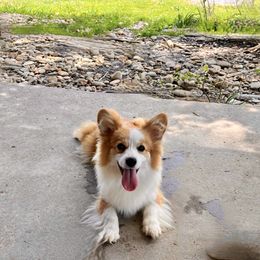 Sassy - Pembroke Welsh Corgi