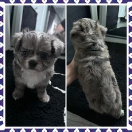 Bruno - Merle male Chihuahua puppy in Mishawaka, Indiana from Tiny Paw Stars LLC