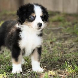 Alistair - Black tri male Miniature American Shepherd puppy in Snyder, Texas from RLA Miniature American Shepherds