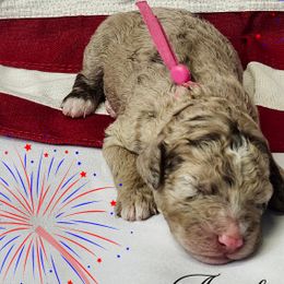 Cockapoos, Goldendoodles, and Poodles from Lavender poodles & doodles