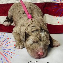 Cockapoos, Goldendoodles, and Poodles from Lavender poodles & doodles