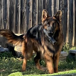 Sky - German Shepherd