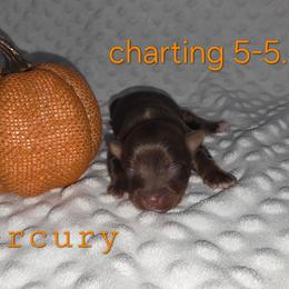 Mercury - Chocolate, tan and white male Yorkshire Terrier puppy in Lakeland, Florida from You Me & The Yorkies