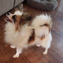 Evette - White and sable female Papillon puppy in Cadiz, Kentucky from Tiny Treasures Papillons