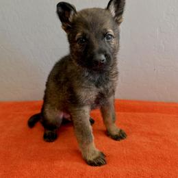 Red - Sable male German Shepherd puppy in Buckeue, Arizona from Légende Vivante Du Chief Kennel