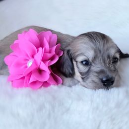 Lexi 1st pictures in group - Cream female Dachshund puppy in Richmond, Virginia from Irresistible Dachshunds & Cavaliers