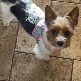 Yzma - Yorkshire Terrier