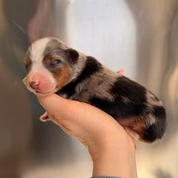 BMM - Blue merle male Miniature Australian Shepherd puppy in Dayton, Washington from Rafter 22 Aussies