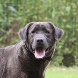 Royal - Labrador Retriever