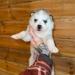 Boy 1 - Sable and white male Siberian Husky puppy in Iron River, Wisconsin from Wiemeri Siberians