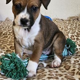 Girl 1 - Red white and sable female Rat Terrier puppy in Apple Valley, California from Dynamite Rat Terriers