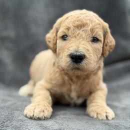 Thor - Apricot male Poodle puppy in Lecanto, Florida from Lecanto Puppy