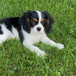 Cavalier King Charles Spaniel Puppies from Faithful Friends Cavaliers