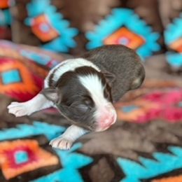 Australian Shepherd Puppies from Affinity Aussies