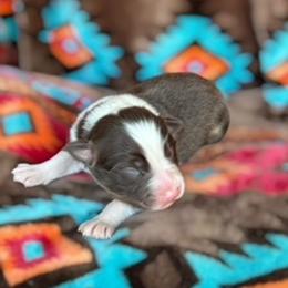 Australian Shepherd Puppies from Affinity Aussies