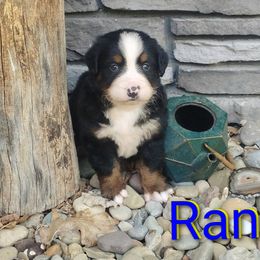 Ranger - Black rust and white male Bernese Mountain Dog puppy in Strasburg, Ohio from Lois Allison