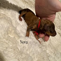 Nova - Sable female Poodle puppy in Troy, Alabama from Redmond Rose Kennel