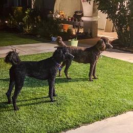 Poodle All Grown Up from HD Poodles