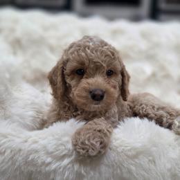 Hawaiian Shaved Ice - Apricot male Goldendoodle puppy in North Royalton, Ohio from Johnson's Doodles