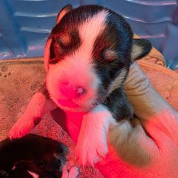Boy 1 - Black and tan male Pembroke Welsh Corgi puppy in Middleburg, Florida from Mulkeys Little Corgis