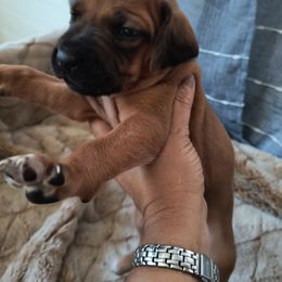 Girl 4 - Rd whtn blk nose female Rhodesian Ridgeback puppy in Kansas City, Missouri from Stoneridge Ridgebacks