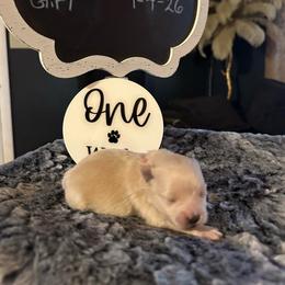 Rose - Cream female Pomeranian puppy in Scio, Oregon from Mac Daddy Poms